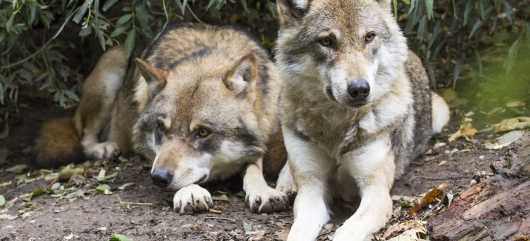 La leggenda dei due lupi, per trovare un significato positivo alla quarantena